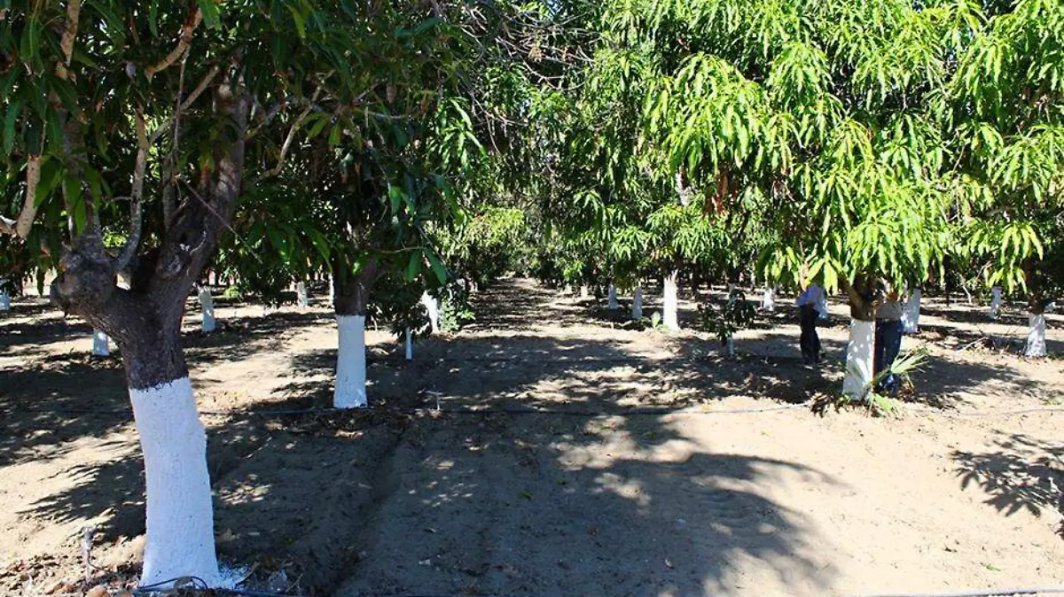 frutas cultivo mango arbol